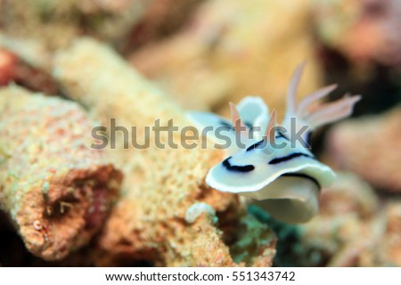 Loch??s Magnificent Slug (Chromodoris Lochi) Nudibranch. Mansuar, Raja Ampat, Indonesia