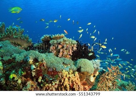 Colorful Coral Reef against Blue Water. Gam, Raja Ampat, Indonesia