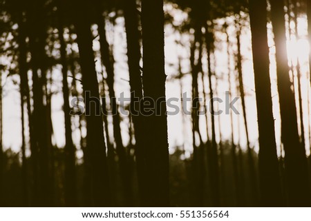 wood in dark green tone at dusk