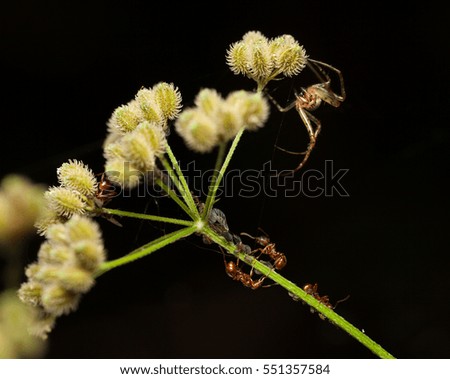 Macro red ants, plant louse colony and spider hunts on grass over dark background
