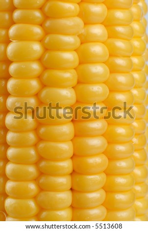 Picture of a corn cob