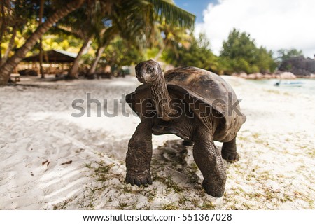 Seychelles. Giant tortoise on Curieuse Island Royalty-Free Stock Photo #551367028