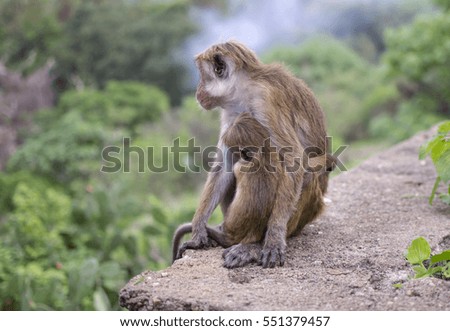 Monkeys near the Golden Temple