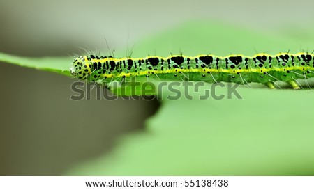 a cute caterpillar on leaf
