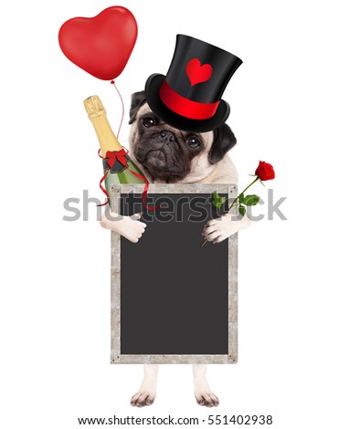 cute pug puppy dog wearing top hat with valentine's heart, holding champagne bottle, red rose and blank blackboard sign, isolated on white background