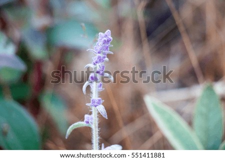 flower from forest or mountain,purple color of flower and water drop