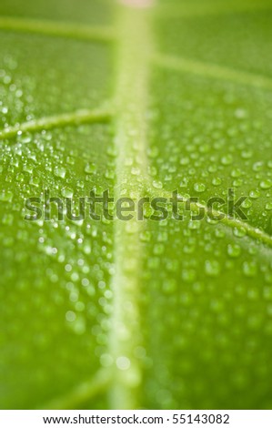 Tropical Green leaf ,closeup from above