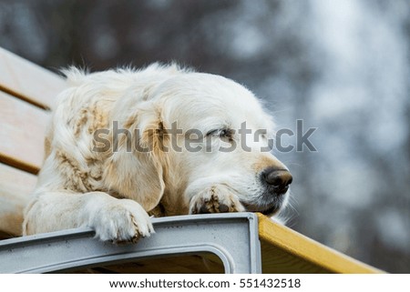 Dog on seat, golden retriever. sleeping retriever