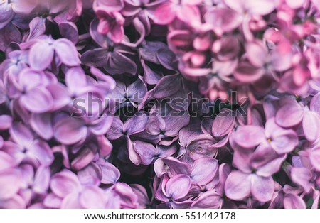 Closeup of purple, pink lilac.