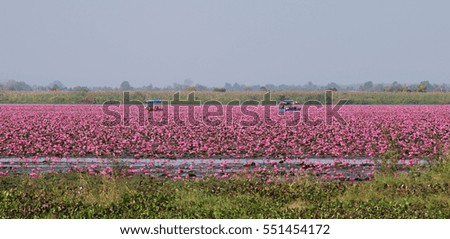 Lake of pink lotus, Nong Han, Udon Thani Province,(unseen in Thailand).