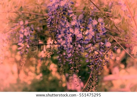 Blooming wisteria plant with lilac blossoms in romantic springtime garden Japanese wisteria blossoming in spring, for gardening concept business magazines, website template. Image with filter effect