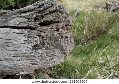 Dry tree trunk with many cracks. Close up of old aged weathered cracked wood profile, surface texture log, old wood texture of dried. Texture of the logs.