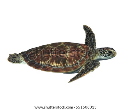 Sea Turtle isolated
