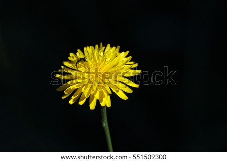 Close-up of yellow dandelion flower with insect