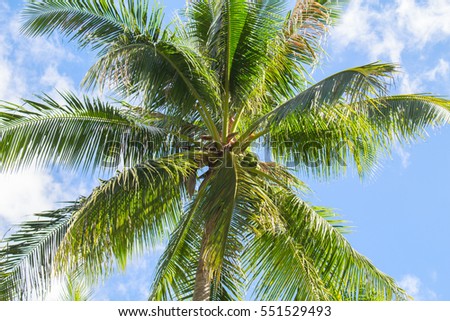 Palm tree and blue sky tropical island photo. Sunny exotic summer card. Tropical island nature. Palm tree leaf on sky background. Fresh green palm tree crown for vacation or holiday banner template