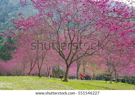 Cherry blossoms in Formosan Aboriginal Culture Village,Nantou Taiwan