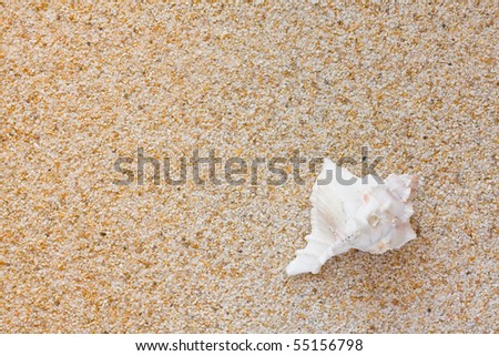 Beautiful white sea shell on sand background