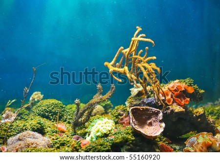 Colorful underwater