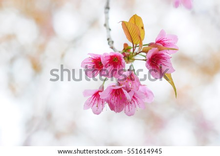 Beautiful Cherry blossom , pink sakura flower