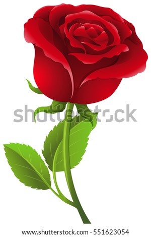 Red rose on stem illustration