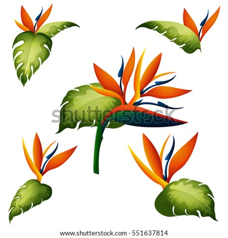 Seamless background with bird of paradise illustration