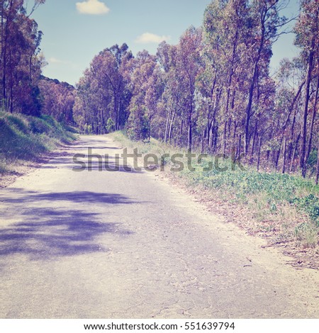 Asphalt Forest Road in Italy, Retro Effect