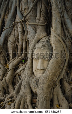 Ancient Buddha head Sculpture in the tree root at Wat Mahathat, Ayutthaya province ,Thailand