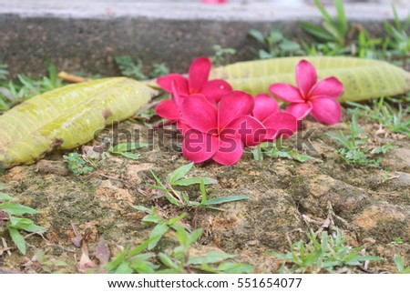 RED FRANGIPANI OR PLUMERIA RUBRA FLOWERS A NATURAL BACKGROUND 