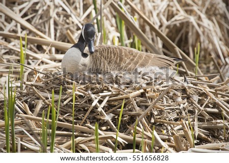 Canada goose, Branta canadensis, sitting on a nest, body in profile with her head turned toward the camera, in a marsh at Great Meadows National Wildlife Refuge in Concord, Massachusetts.