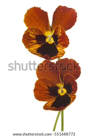 Studio Shot of Multicolored Pansy Flowers Isolated on White Background. Large Depth of Field (DOF). Macro.