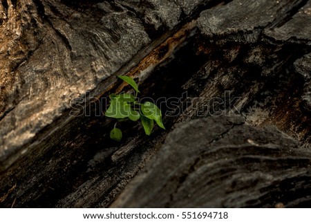 penny wort born on old tree, textured background , nature stock photo