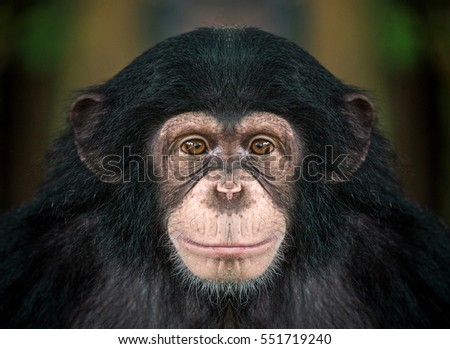 Portrait of chimpanzees. Royalty-Free Stock Photo #551719240