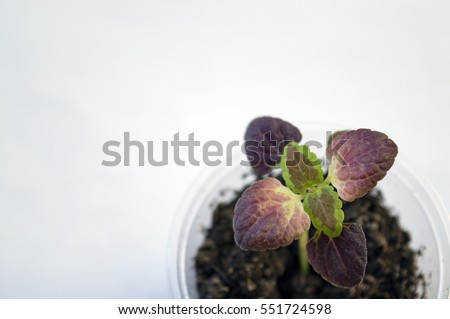 Small coleus seedling background, coleus Black Dragon with dark foliage grown as potted houseplant, beautiful garden annual plant with decorative leaves