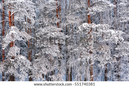 Beautiful winter landscape. Awesome frozen beauty. Wonderful photo of pine trees covered with ice and snow. Morning rime in the forest. Glacial trees. Stunning picturesque image.
