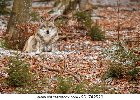 Eurasian wolf is resting in nature habitat in bavarian forest, national park in eastern germany, european forest animals, canis lupus lupus