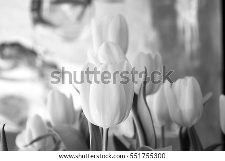 Nature bouquet from purple tulips for use as background. Selective focus. Black and white.