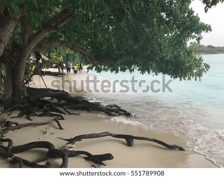 big tree on the beach