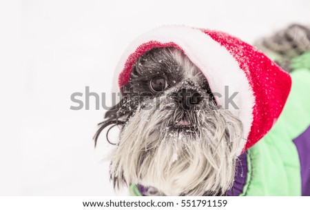 Holiday pets. Amusing dog shih Tzu in Santa Claus hat outdoors at winter frosty day.
