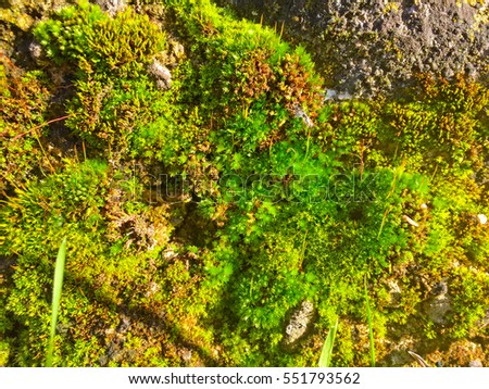 Natural texture of beautiful green moss