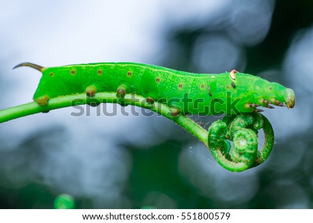 Pale Brown Hawk Moth Caterpillar (Theretra latreillii) with one tail lifting its head and have a rest and stay still on a green spiral twig with dark, blurry and soft background