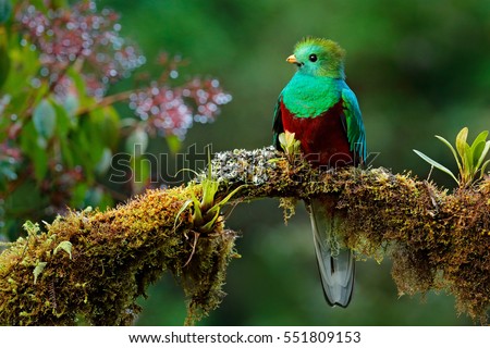 Resplendent Quetzal, Pharomachrus mocinno, Savegre in Costa Rica, with green forest in background. Magnificent sacred green and red bird. Birdwatching in jungle. Royalty-Free Stock Photo #551809153