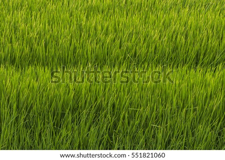 Green rice field at sunrise, Sensitive focus