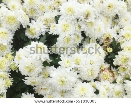 Beautiful white chrysanthemum as background picture. Chrysanthemum wallpaper, chrysanthemums in autumn.