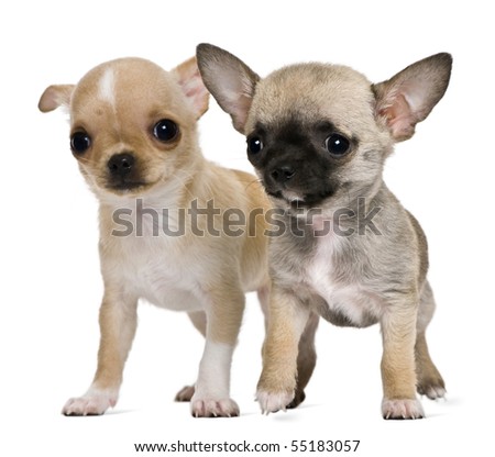 Two chihuahua puppies, 2 months and 3 months old, in front of white background