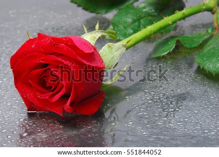 special rose for special someone for valentine's day