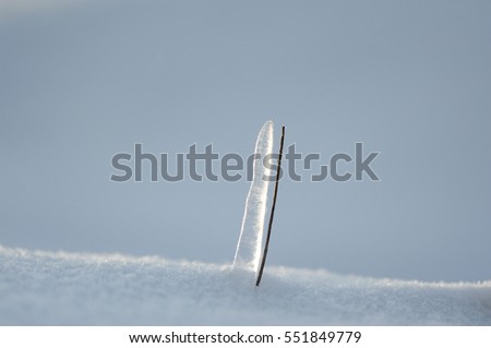 branch covered with ice and snow