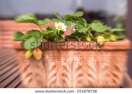 Aeriel view of blooming and green strawberries potted in vintage terracotta planter for gardening concept blog magazine, banner business website, creative book covers. Image with filter effect