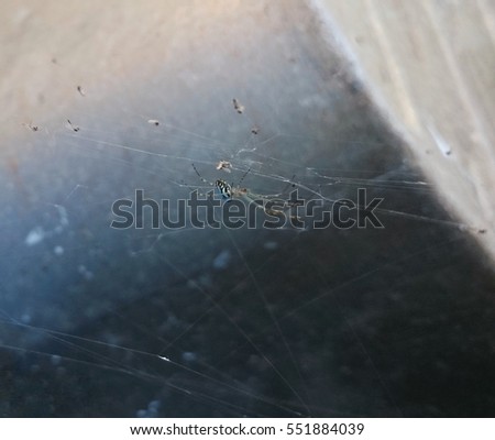 A close-up, detailed photograph of a spider in its web. This photo was taken in Brisbane, Australia.