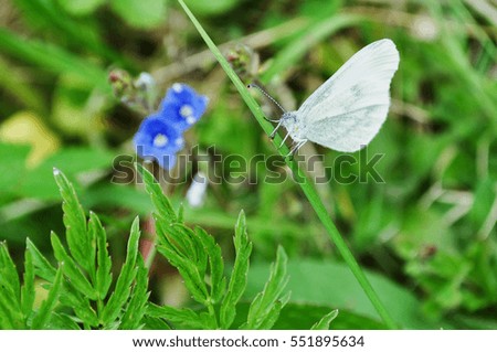 white butterfly in garden