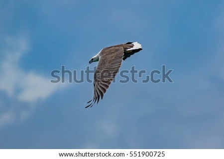 Close-up White-bellied Sea Eagle flying on blue sky background